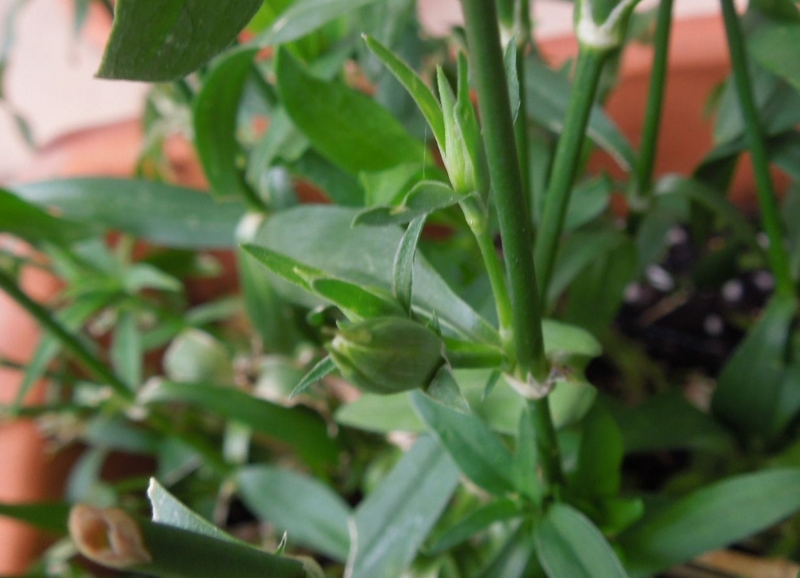 f:id:miyuki1967:20140611101003j:image:w450