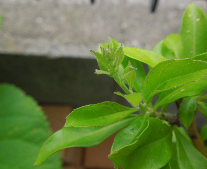 f:id:miyuki1967:20140611101005j:image:w450