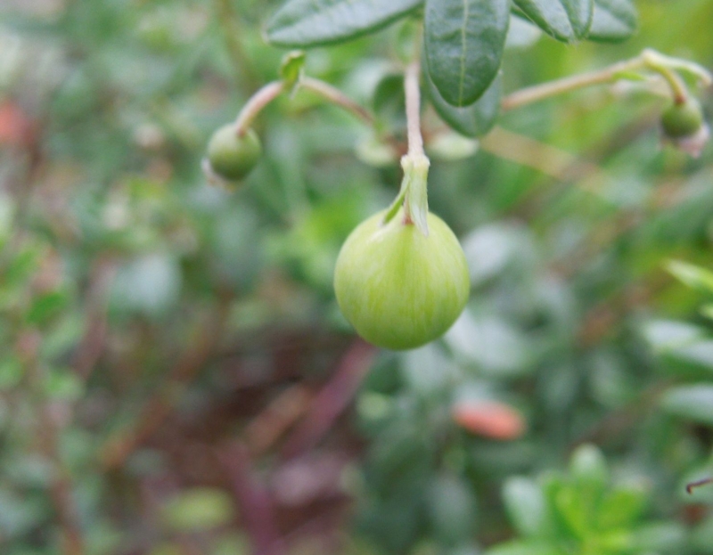 f:id:miyuki1967:20140611101007j:image:w450