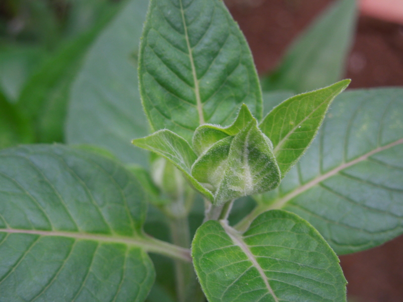 f:id:miyuki1967:20140611101442j:image:w450