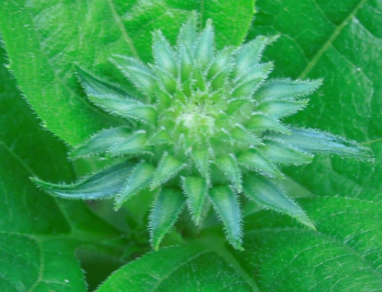 f:id:miyuki1967:20140611101602j:image:w450