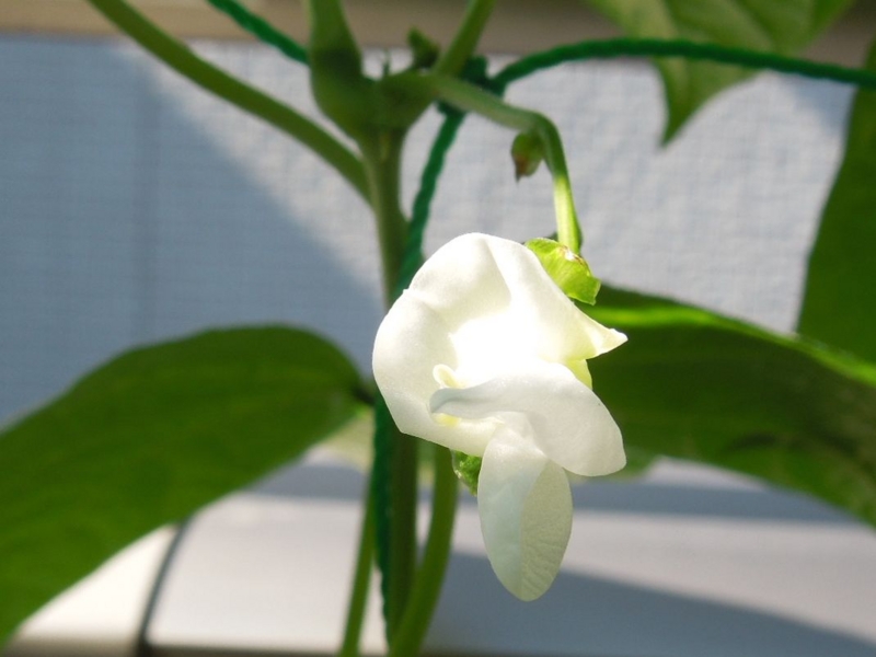 f:id:miyuki1967:20140613103225j:image:w450