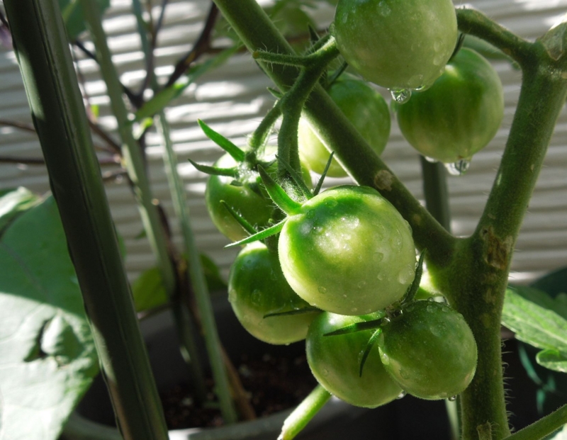 f:id:miyuki1967:20140613105013j:image:w450