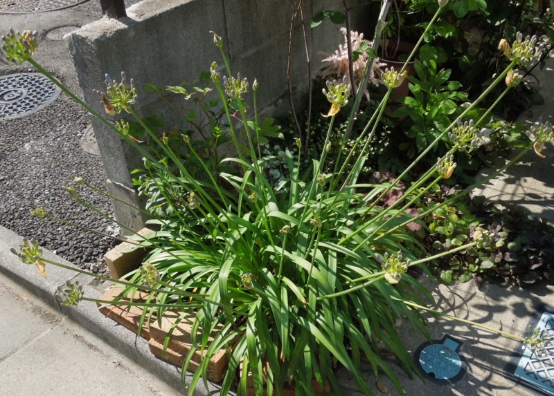 f:id:miyuki1967:20140613105233j:image:w450