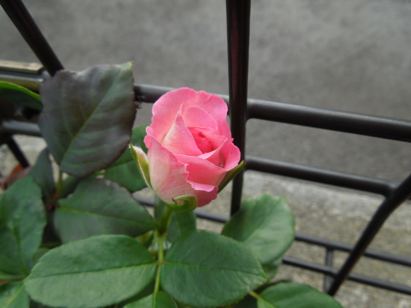 f:id:miyuki1967:20140617092433j:image:w450