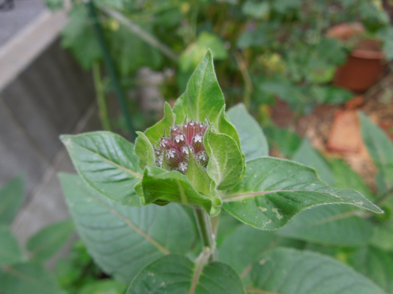 f:id:miyuki1967:20140617092712j:image:w450