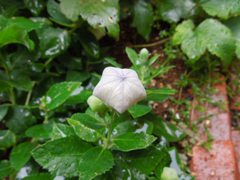 f:id:miyuki1967:20140617092716j:image:w450