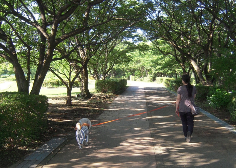 f:id:miyuki1967:20140617100625j:image:w450