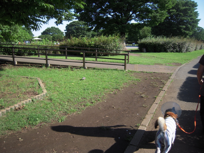 f:id:miyuki1967:20140617103511j:image:w450