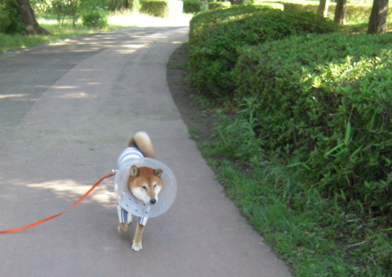 f:id:miyuki1967:20140617103701j:image:w450