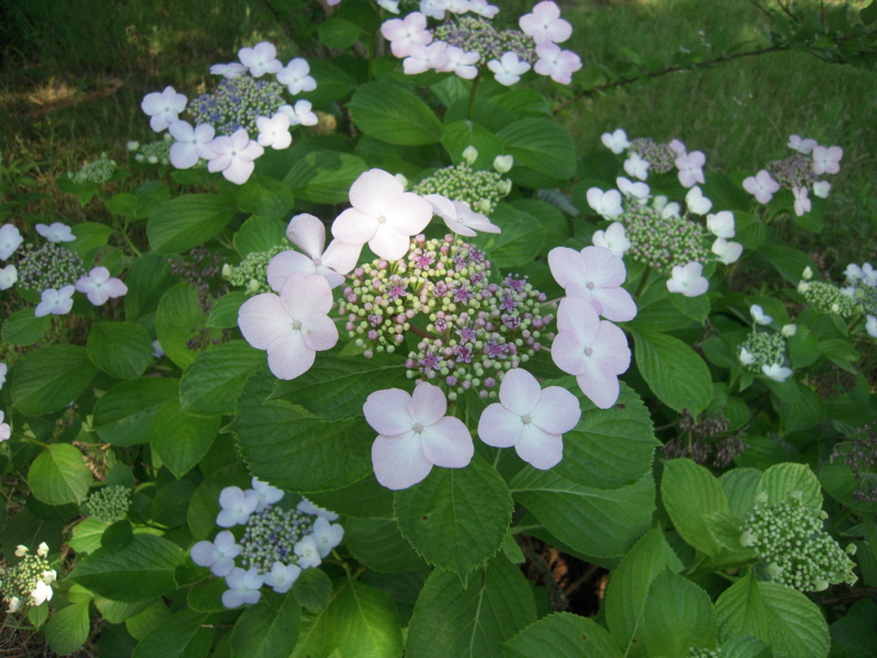 f:id:miyuki1967:20140617103800j:image:w450