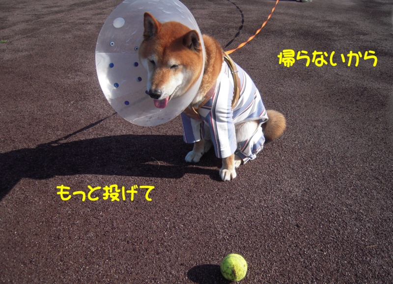 f:id:miyuki1967:20140617111915j:image:w450