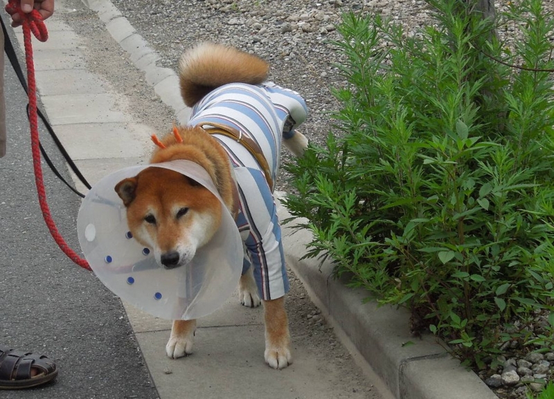 f:id:miyuki1967:20140625102402j:image:w450