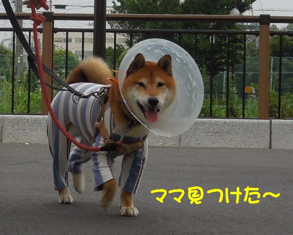 f:id:miyuki1967:20140625102734j:image:w450