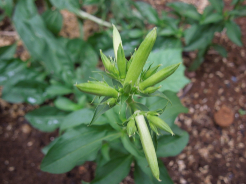 f:id:miyuki1967:20140625104625j:image:w450