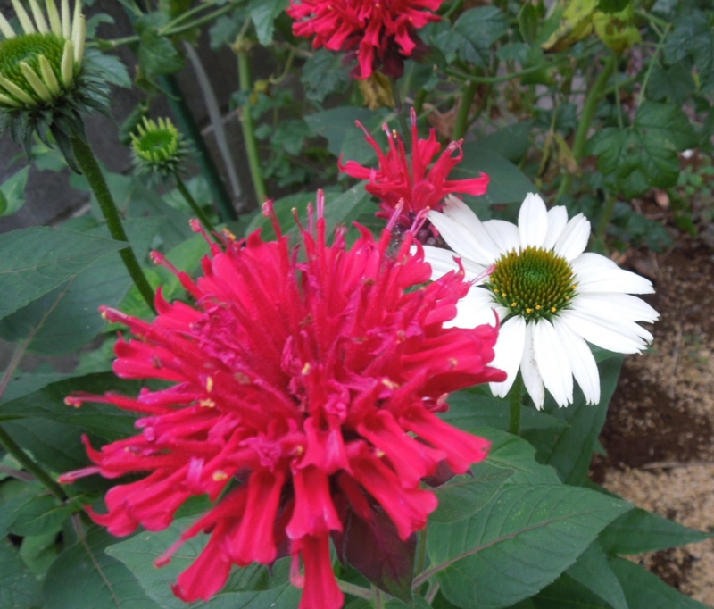 f:id:miyuki1967:20140625104903j:image:w450