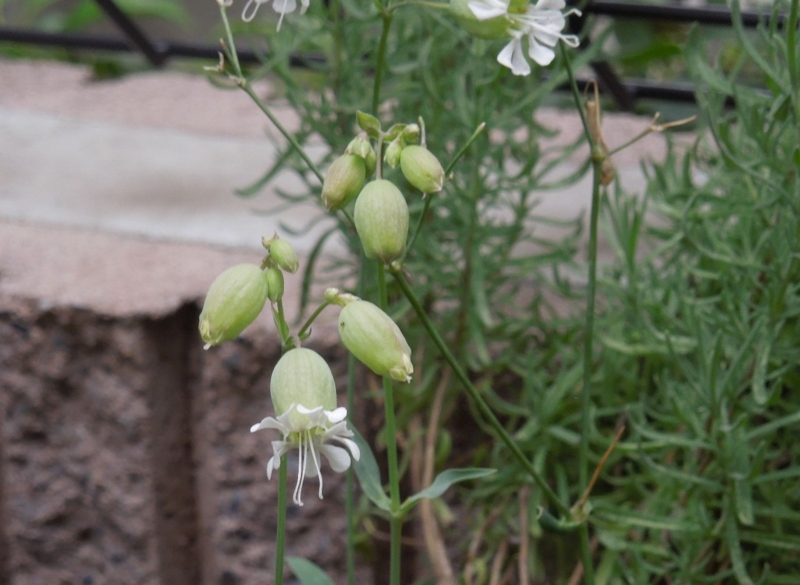 f:id:miyuki1967:20140625105113j:image:w450