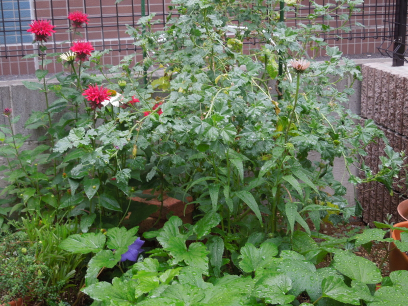 f:id:miyuki1967:20140627105003j:image:w450