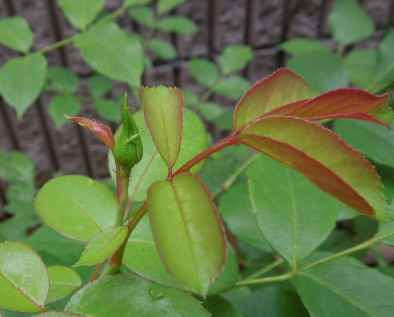 f:id:miyuki1967:20140627105548j:image:w450