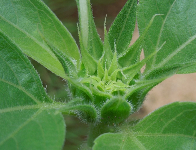 f:id:miyuki1967:20140627105617j:image:w450