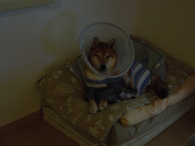 f:id:miyuki1967:20140827100615j:image:w450