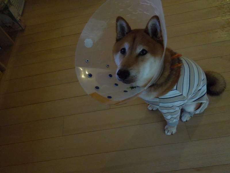 f:id:miyuki1967:20140827101212j:image:w450