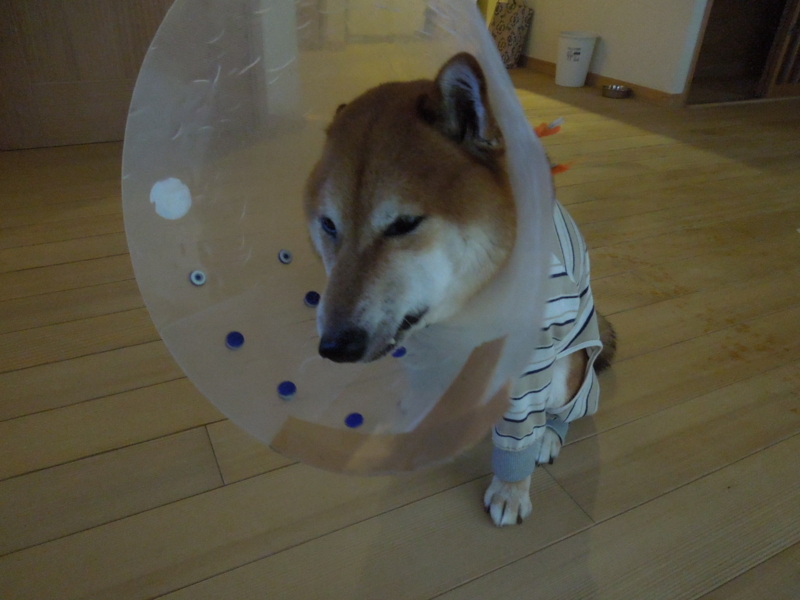 f:id:miyuki1967:20140827101328j:image:w450