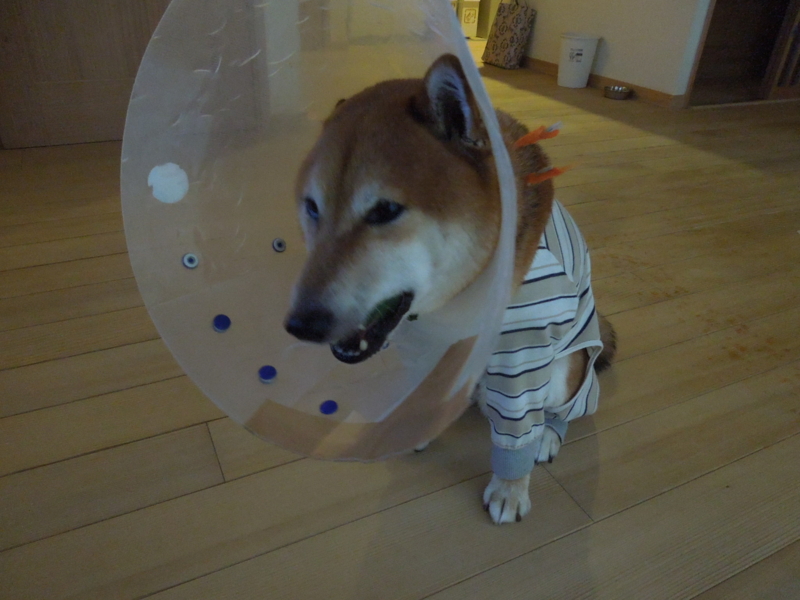 f:id:miyuki1967:20140827101427j:image:w450