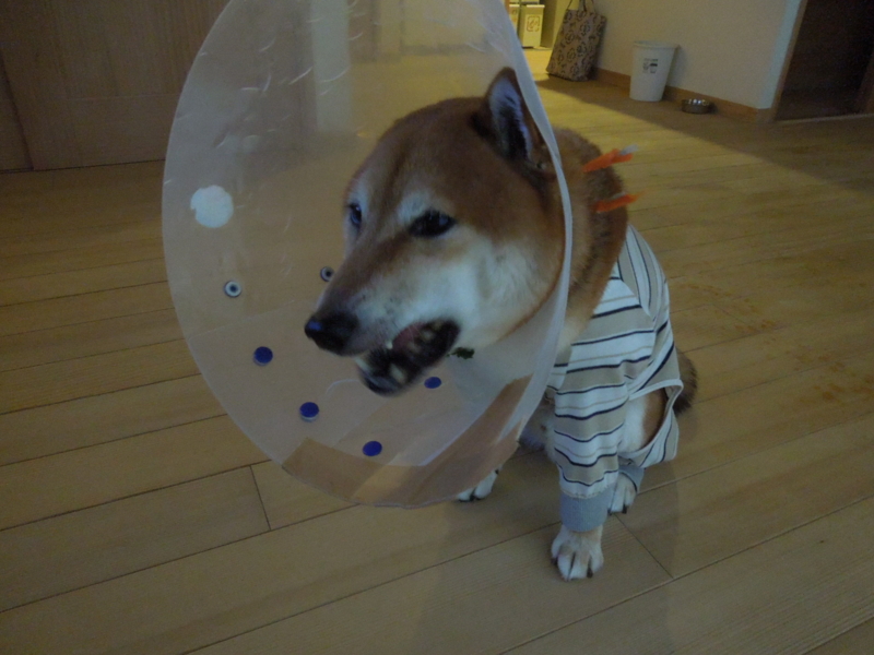 f:id:miyuki1967:20140827101520j:image:w450