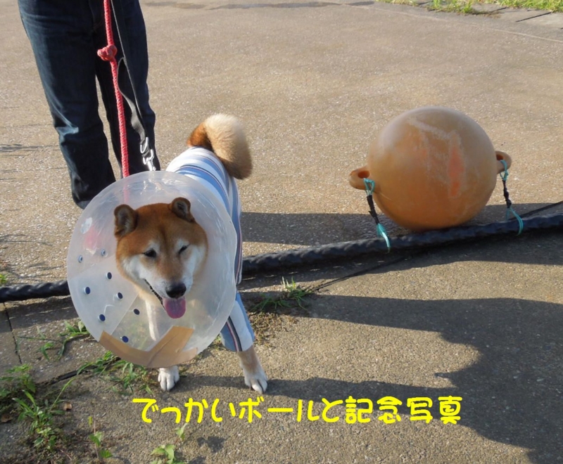 f:id:miyuki1967:20140902105505j:image:w450