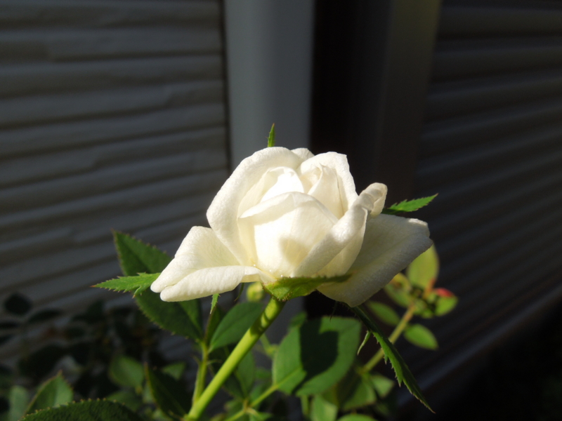 f:id:miyuki1967:20140902113345j:image:w450