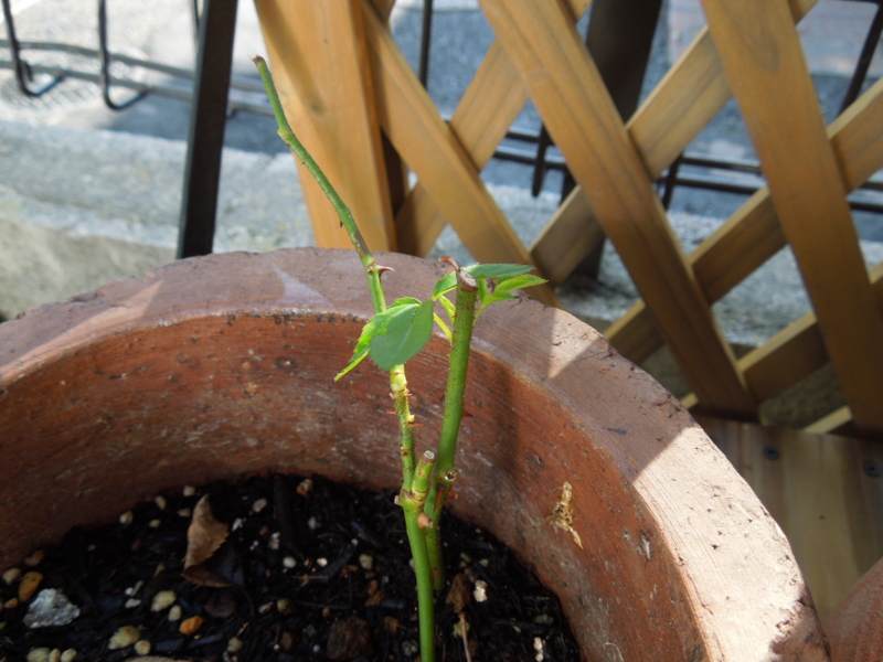 f:id:miyuki1967:20140902113952j:image:w450