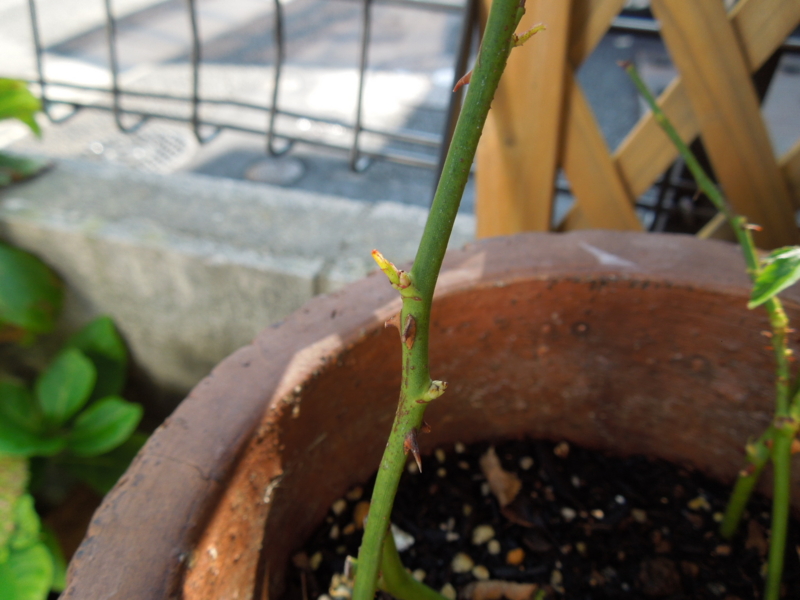 f:id:miyuki1967:20140902113957j:image:w450