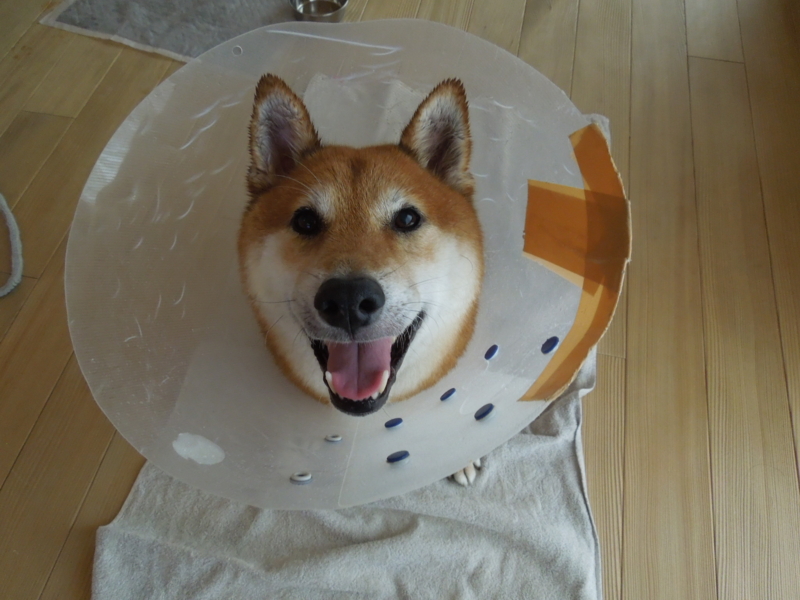 f:id:miyuki1967:20140903112738j:image f:id:miyuki1967:20140903112738j:image