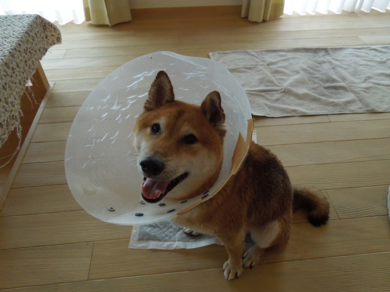 f:id:miyuki1967:20140903112742j:image f:id:miyuki1967:20140903112742j:image