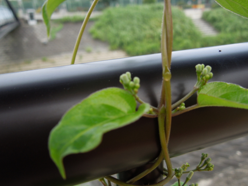 f:id:miyuki1967:20140905112829j:image:w450 f:id:miyuki1967:20140905112829j:image:w450