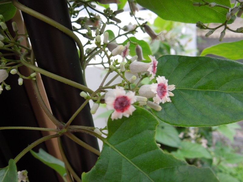 f:id:miyuki1967:20140905112929j:image:w450 f:id:miyuki1967:20140905112929j:image:w450