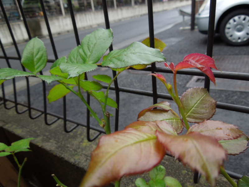 f:id:miyuki1967:20140927102402j:image:w450