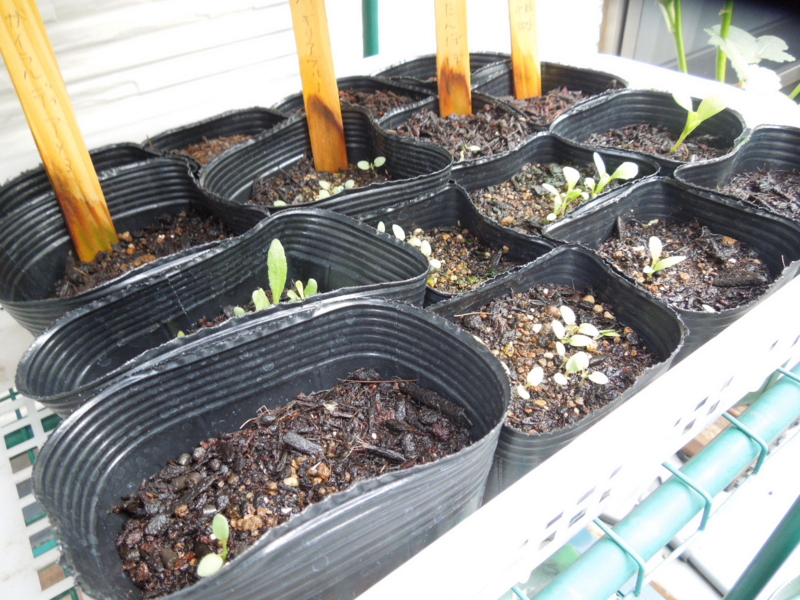 f:id:miyuki1967:20141016154721j:image:w450