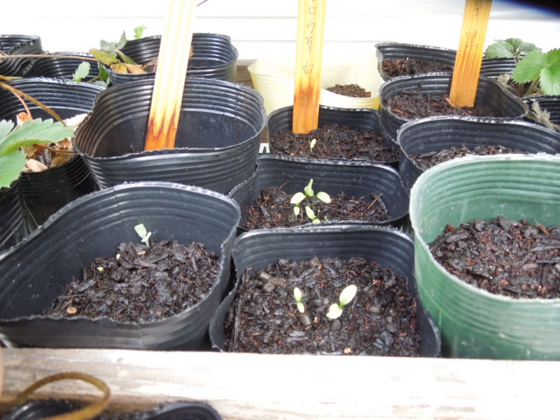 f:id:miyuki1967:20141016154730j:image:w450