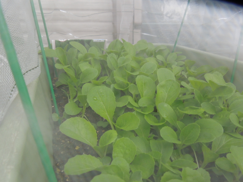 f:id:miyuki1967:20141016155029j:image:w450