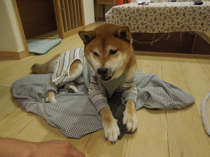 f:id:miyuki1967:20141016160814j:image:w450