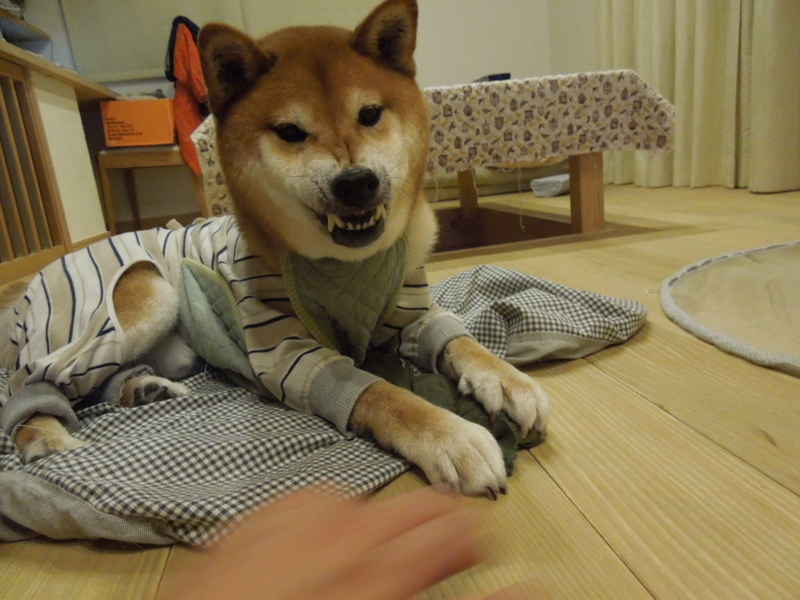 f:id:miyuki1967:20141016160823j:image:w450