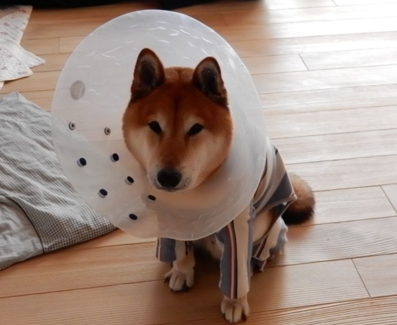 f:id:miyuki1967:20141208132253j:image:w450