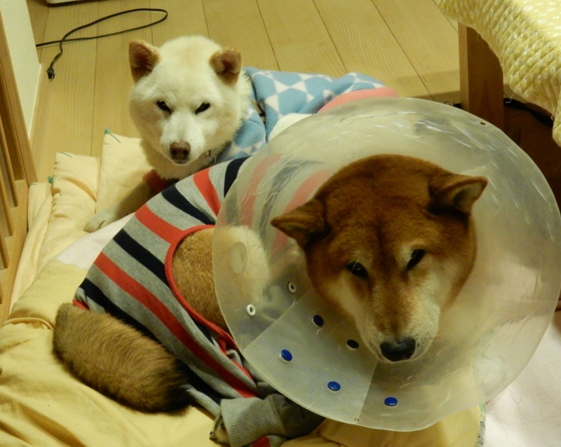 f:id:miyuki1967:20150106111012j:image:w450