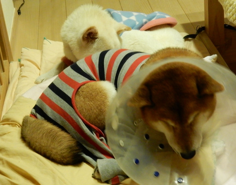 f:id:miyuki1967:20150106111218j:image:w450