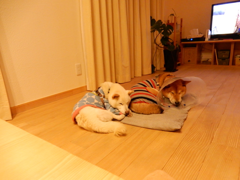 f:id:miyuki1967:20150114113652j:image:w450