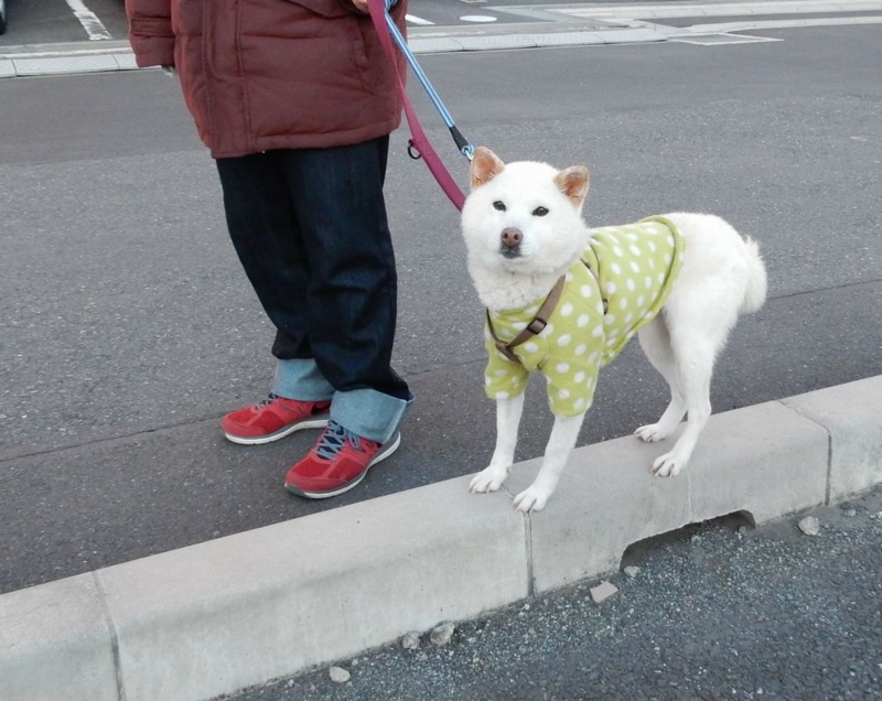 f:id:miyuki1967:20150313104943j:image:w450