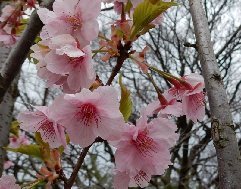 f:id:miyuki1967:20150324115459j:image:w450 f:id:miyuki1967:20150324115459j:image:w450