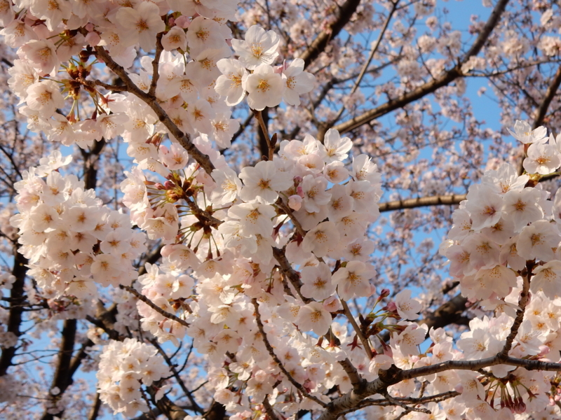 f:id:miyuki1967:20150330112104j:image:w450